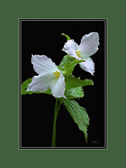 Trillium Pair